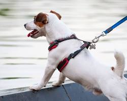 dog wearing a harness and leashの画像