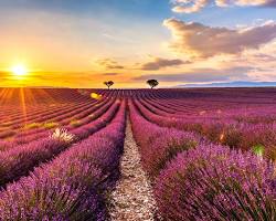 Imagen de la meseta de Valensole, Francia