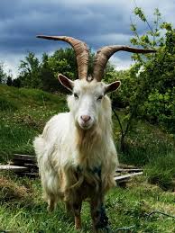 Image result for GOAT