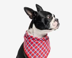 pet wearing an insect repellent bandanaの画像