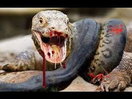Resultado de imagem para foto ou imagem de um dragão de Komodo