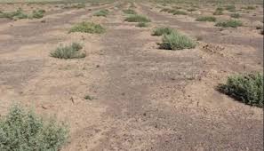 تشکیل 4 کانون ریزگرد و گردوغبار در حاشیه دریاچه ارومیه