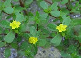 Resultado de imagem para beldroega