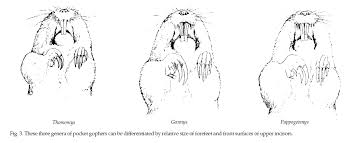 Image result for pocket gophers