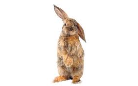 Image result for RABBIT