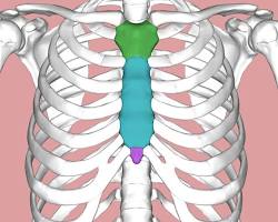 Human sternum (breastbone)