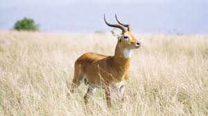 Image result for INDENTURED INDIANS IN UGANDA
