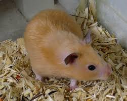kandang untuk hamster