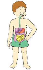 Resultado de imagen para cuerpo humano