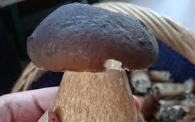 Cèpes à gogo! Charente et Tarn: La chasse aux champignons est ouverte!