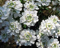 Candytuft plant