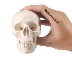 Imagen de Cráneo 3D con mandíbula articulada por imán