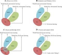 Image result for ventral striatum