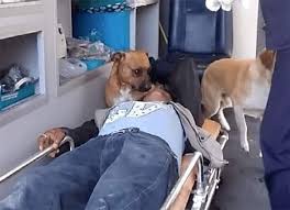 🐶❤️ A true hero wears fur. This brave dog didn