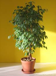 Hasil gambar untuk Ficus Benjamina