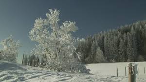 Bildergebnis für nadelwald deutschland im winter