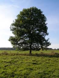 Image result for photos of trees