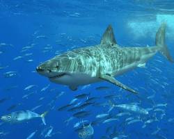 Image of Great White Shark