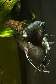 Image result for angelfish
