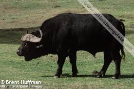 Image result for cape buffalo