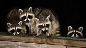 Résultats de recherche d'images pour « RATON LAVEUR PHOTO »