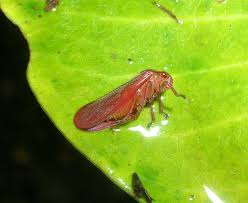 Image result for spittle bug