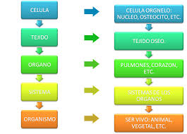 Resultado de imagen de organizacion de los seres vivos