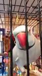 Pictures of 2 parrots talking back to your boss <?=substr(md5('https://encrypted-tbn1.gstatic.com/images?q=tbn:ANd9GcQA7oZ53QZsmRGsqEQkl3e2Cn9EMl0JwkzOTuYPrtA5G-tRATb0d3XSXOg'), 0, 7); ?>