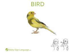 Resultado de imagen de BIRDS FLASHCARDS