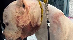 Ragnar pit bull: o herói que lutou contra uma onça para salvar sua família