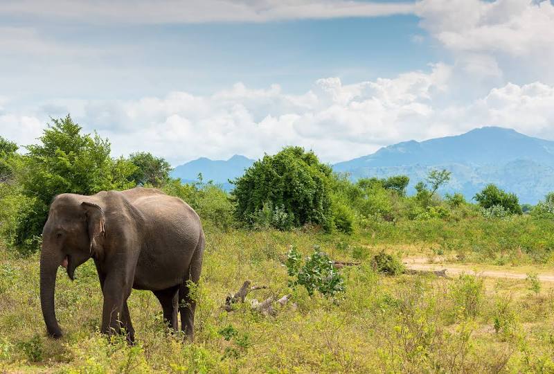 Udawalawe National Park