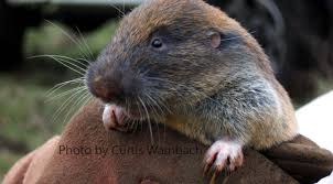 Image result for pocket gophers