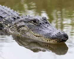 Image of Alligator in Texas
