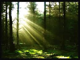 Hasil gambar untuk gambar hutan indah