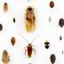 The Roach Report shows five Miami-Dade restaurants shut down ...