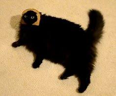 Bildergebnis für cat bread