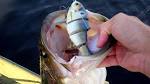 Bull Shad Swimbaits -
