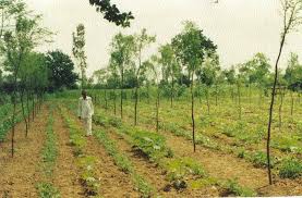 Image result for Tree plantation
