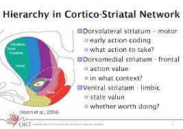 Image result for ventral striatum