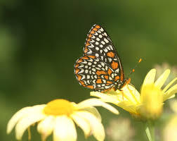 pollination ile ilgili görsel sonucu