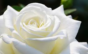 Image result for images of white rose hd