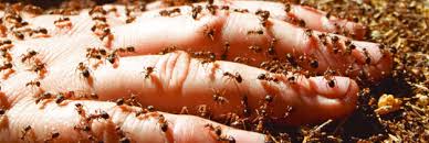 Image result for fire ant