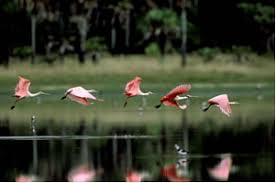 Resultado de imagem para pantanal matogrossense