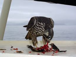 Image result for The Peregrine Falcon Falcoperegrinus