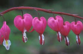 botany এর চিত্র ফলাফল