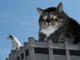 Image result for nipper albany