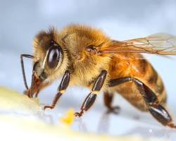 Immagine di Bee insect