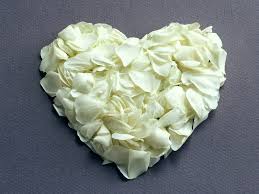 Image result for beautiful white roses images