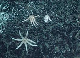 Newly discovered family of starfish named after Southampton marine biologist | Ocean and Earth Science, National Oceanography Centre Southampton | University of Southampton