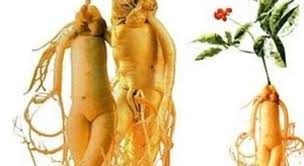 Hồng sâm nguyên củ tẩm mật ong Korean Red Ginseng 300g (8 củ)